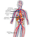 <b>Vein</b>