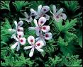 Citronella, Cymbopogon nardus Essential Oil - Pure Premium ...