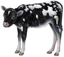 http://www.wallsofthewild.com/calf.jpg