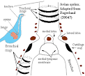 Syrinx pronunciation