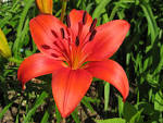 Asiatic Lilies – Flower of Eden | Most Beautiful Flower