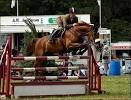 Show Jumping - horses jumping over obstacles | bettor.