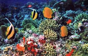 images?q=tbn:ANd9GcSgr ZKPPG4Bua91Xjj0BP 1n61JKUQSrtuJ5ytW n4qTVz l0P 5 Wisata Taman Laut Terindah di Indonesia