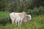 File:Calf and cow.JPG - Wikimedia Commons