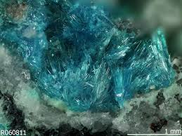 Image result for Guanacoite