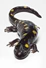 Salamander - Wikipedia, the free encyclopedia