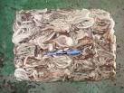 Frozen Illex Squid (Argentine Shortfin Squid) products,Taiwan ...