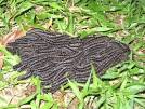 Social Caterpillars