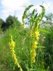 File:<b>Melilotus</b> officinalis