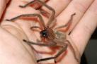 File:Huntsman-spider-in-hand.