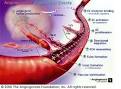 ANGIOGENESIS