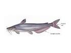 Blue Catfish in Oklahoma