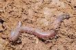 Detritivore - Wikipedia, the free encyclopedia