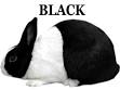 BLACK2.gif