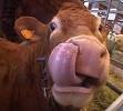 Ah la vache Animaux Album Photos: