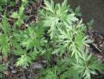 <b>Artemisia</b> douglasiana