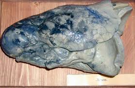 images?q=tbn:ANd9GcShkJwegT6N2X9TU0TtXAoXYAQI1lTO-22Zl0l0491BPUOyCVoP