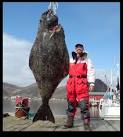 Huge halibut hooked in Norway (thought to be largest ever line ...
