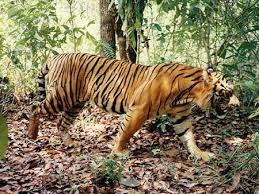 Giúp mình chọn ổ khóa nào bền và chống trộm tốt nhé các bạn - 2