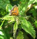 it belongs to the subfamily Satyrinae, of the family of Nymphalidae. - via Daymix