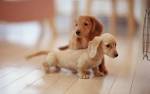 Lovely Dog wallpaper - Dogs Wallpaper (13935614) - Fanpop fanclubs