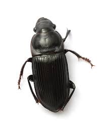 Attēlu rezultāti vaicājumam “Harpalus sp.”