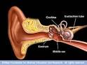 The Eustachian tube - Wolf Wikis