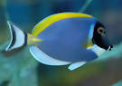 Powder Blue