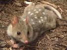 Eastern Quoll (Dasyurus viverrinus)