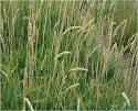 REED Canarygrass | Department of Plant Sciences | College of.