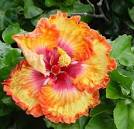 large hibiscus blooms-- Work of Art -