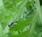 Variable Damselfly (Coenagrion pulchellum) - via Daymix