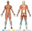 Calf Raises (Machine: Leg Press) | Chunk Fitness