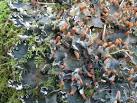 (Older synonym: Peltigera - via Daymix