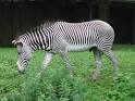 This Zebra is fed herbivore pellets and grass.