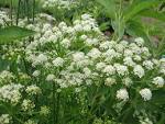<b>Oenanthe</b> crocata L. (<b>oenanthe</b>