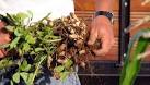 la cuisine du jardin: Arachides au four