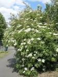 <b>Sambucus nigra</b> (21/05/2011,