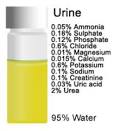 Use Urine Color To Predict Your Health