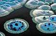 on the genus <b>Streptomyces</b>