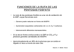 <b>PENTOSAS FOSFATO</b> • La ruta