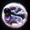 <b>Streptomyces</b> - MicrobeWiki