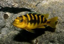 bumblebee cichlid