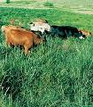 Choosing and Establishing Forages | Iowa NRCS