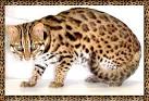 Asian Leopard Cats &amp; Pictures | NiteWindes Cattery