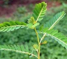 NGẪU HỨNG về Hoa Móng Bò Images?q=tbn:ANd9GcSj66nyY3PwODkvUJLJPpiOOl_LxKVZehsGqVZLo5216BcL39HJcg