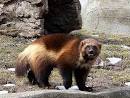Mammals of Washington