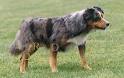 Australian Koolie Information and Pictures, German Koolie