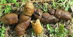 Fresh Feces, grass uploaded to CureZone by #39810 On CureZone ...