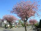 NJ9005 : Cherry Blossom Trees - via Daymix